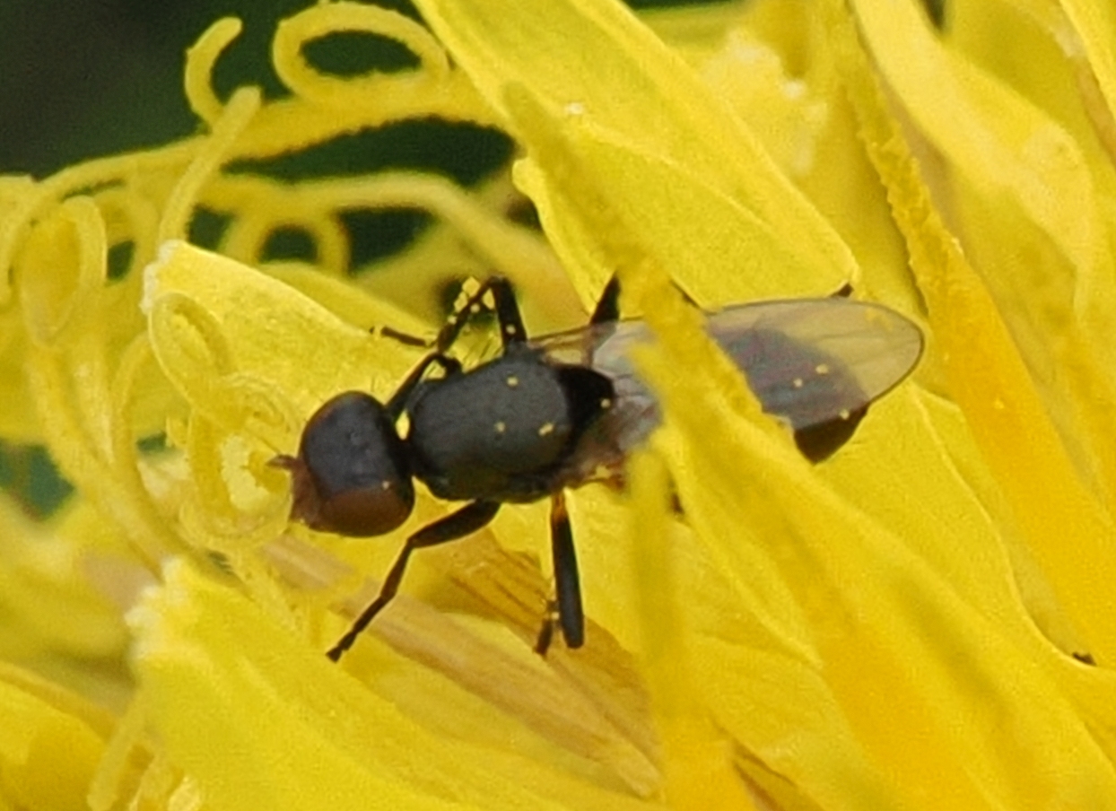 cf-Saltella sphondylii